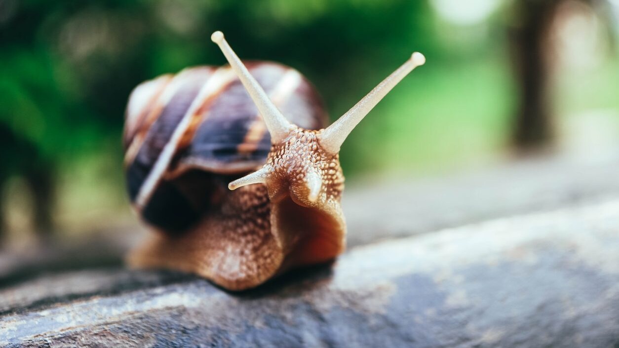 Chiocciole metodo Cherasco: il metodo di allevamento cruelty free