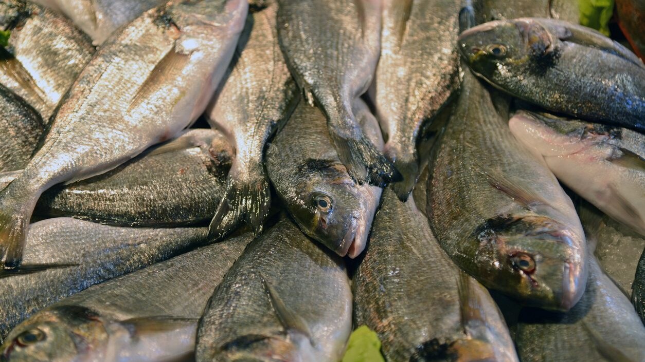 report-pesce-allevato