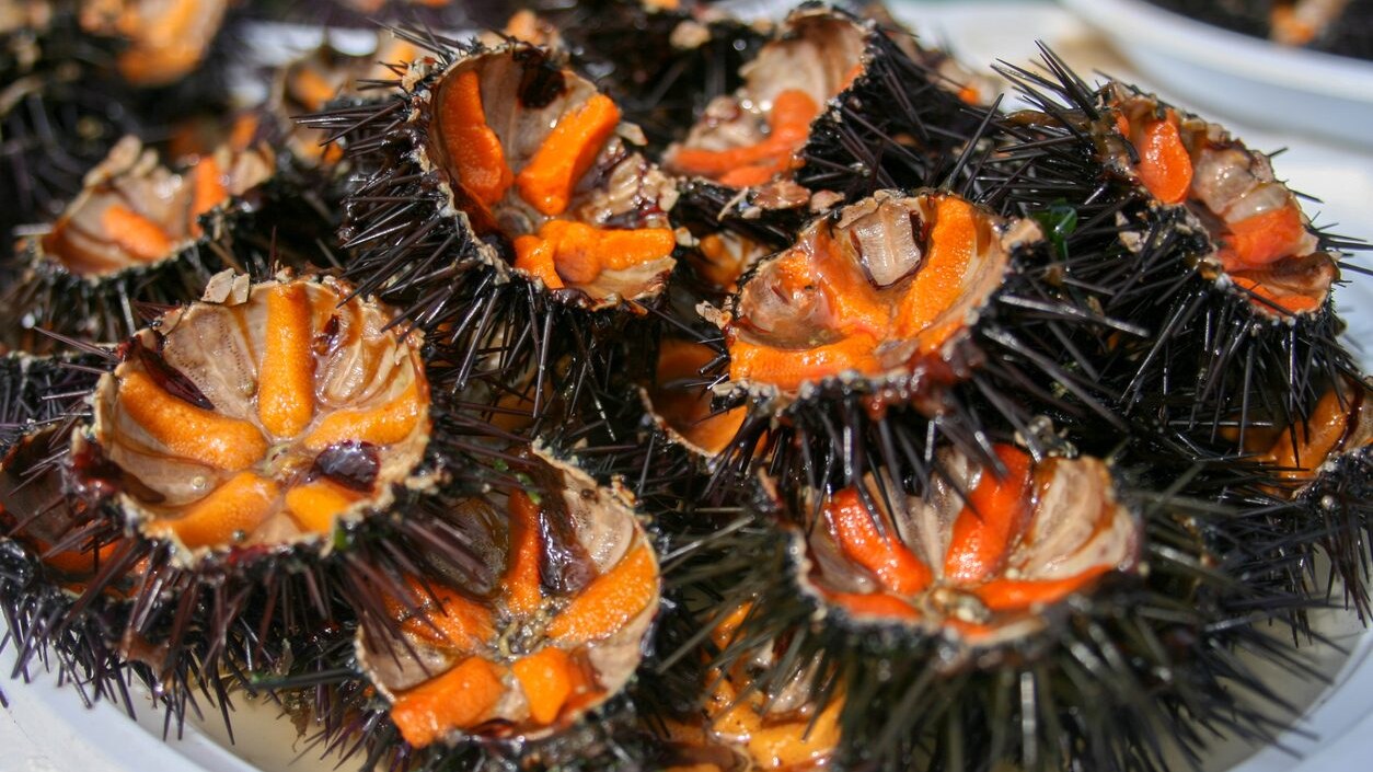 ricci-di-mare-sardegna