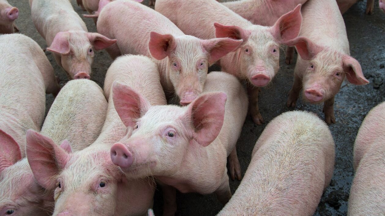 Peste suina: la Guardia di Finanza sequestra 10 kg di carne di maiale illegale a Padova