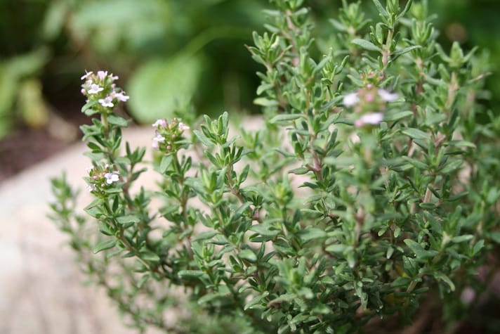 Rimedi naturali per la tosse: timo