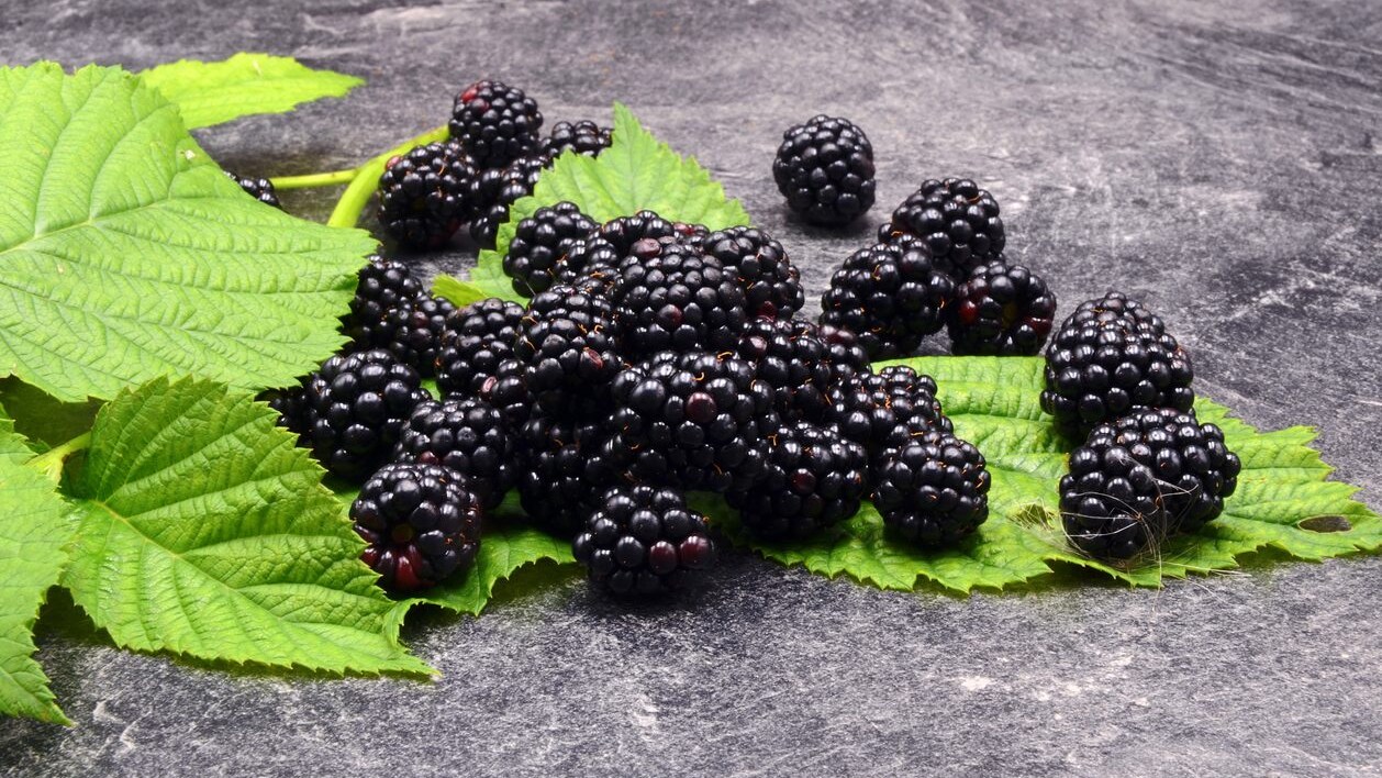 more: proprietà e benefici