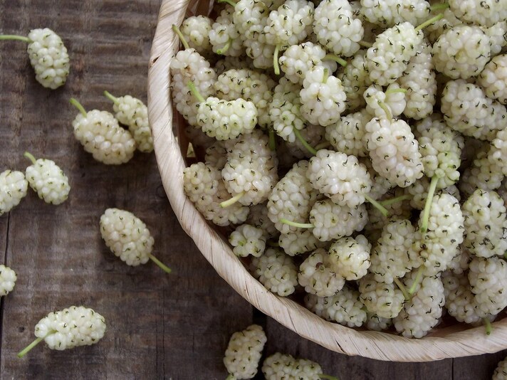 gelso bianco: proprietà