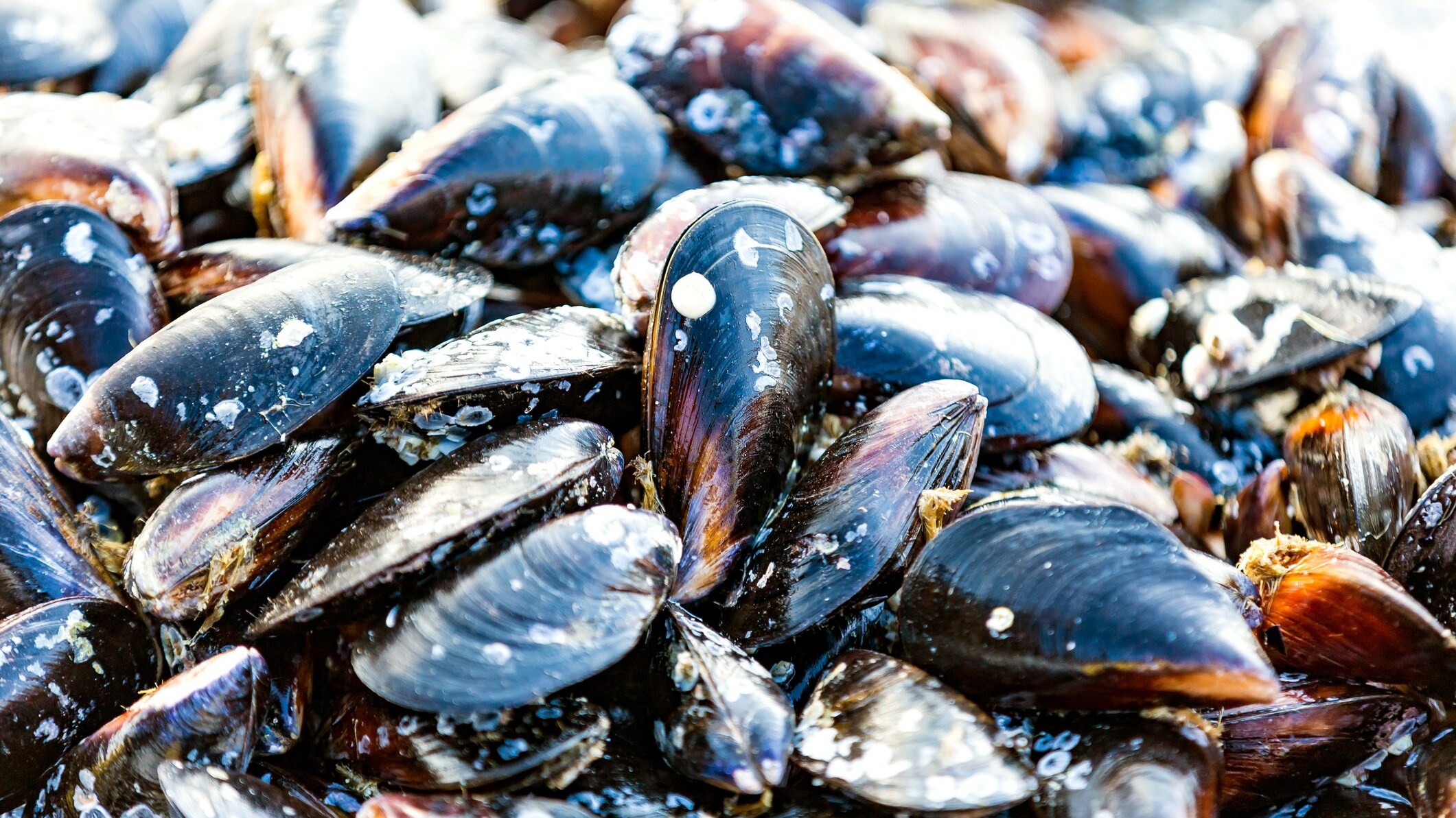 cozze-allevamenti-plastic-free