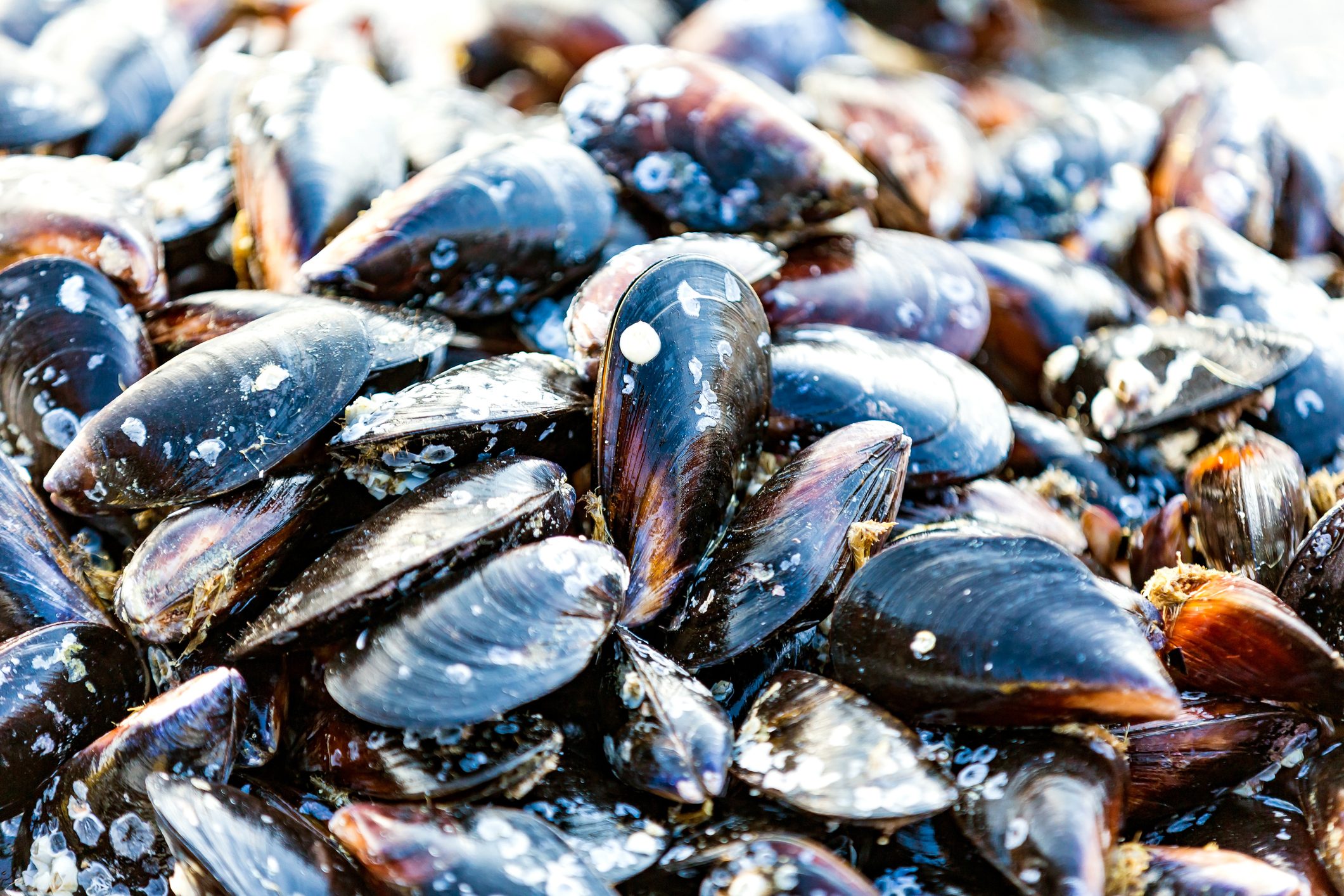 cozze-allevamenti-plastic-free