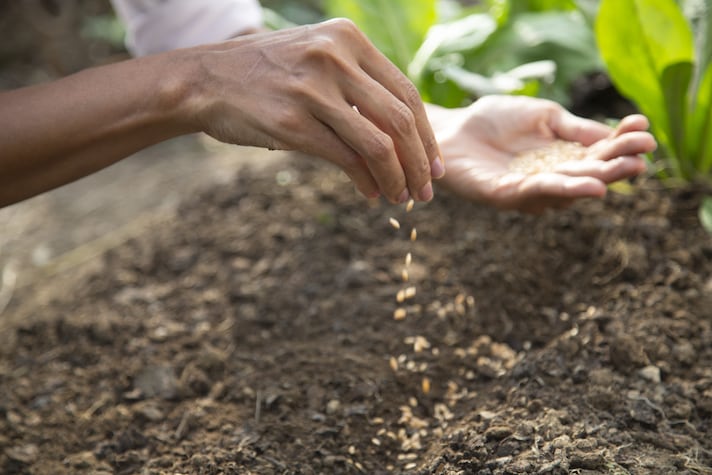 Sementi Indipendenti: il progetto per la salvaguardia della biodiversità agricola
