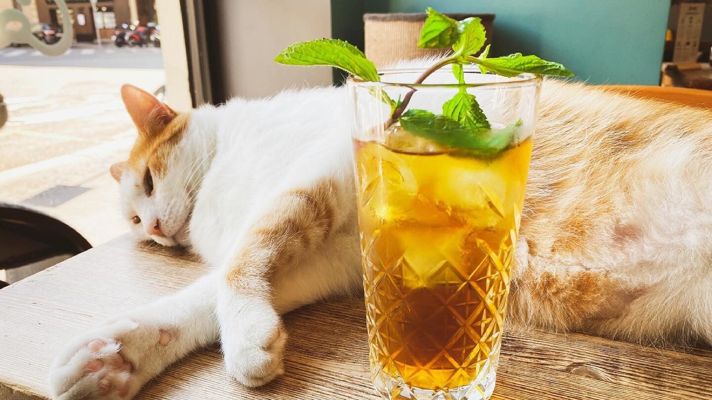 crazy-cat-cafè
