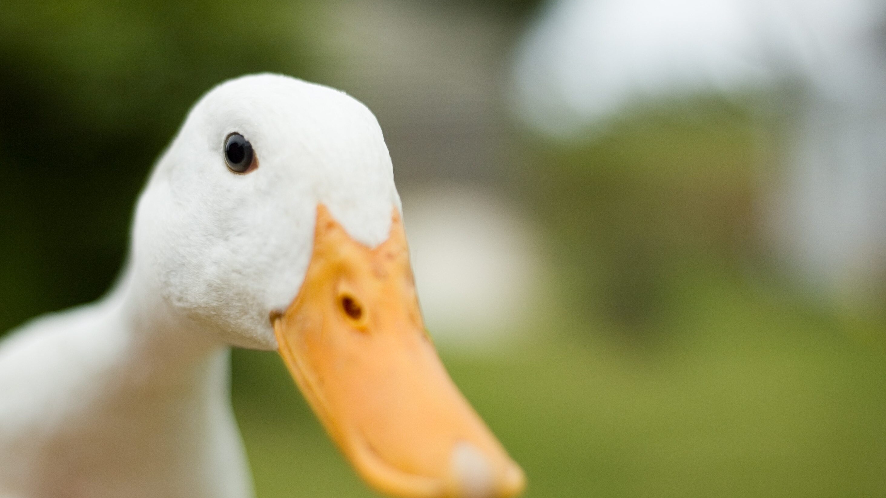 Finlandia birra prodotta escrementi oca uscita