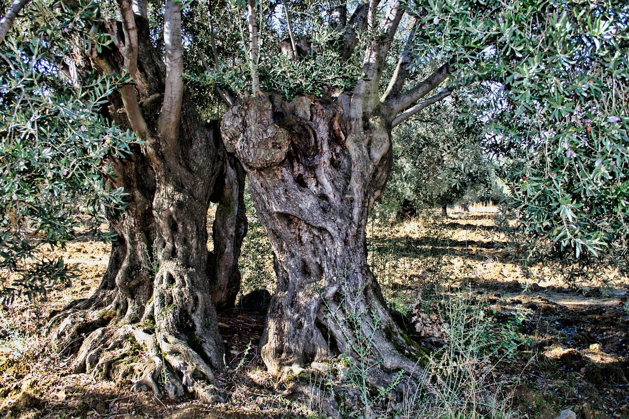 toscana progetto adotta un ulivo