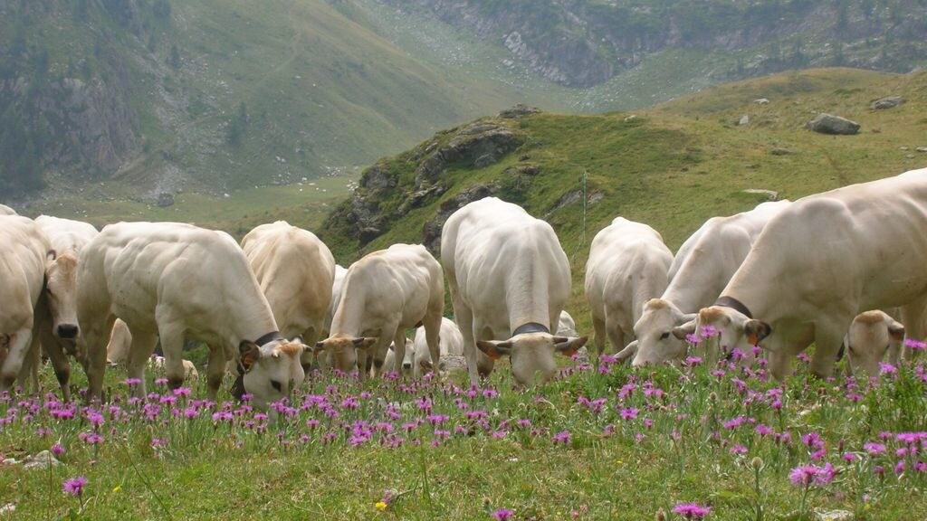 Roberta colombero margara alpeggio