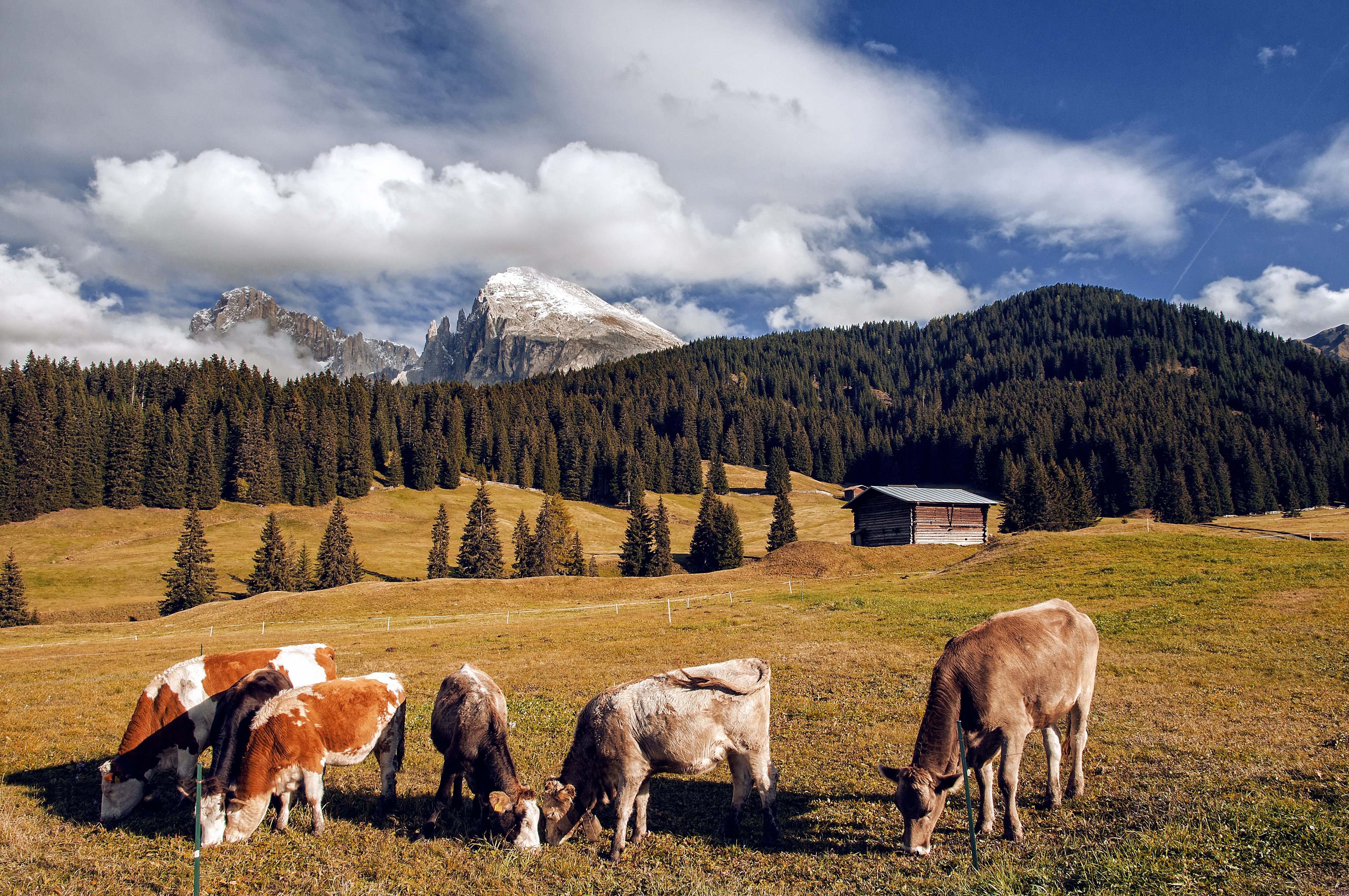 scuola per diventare malgari Alto Adige