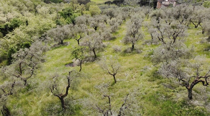 adotta un ulivo toscana ager oliva