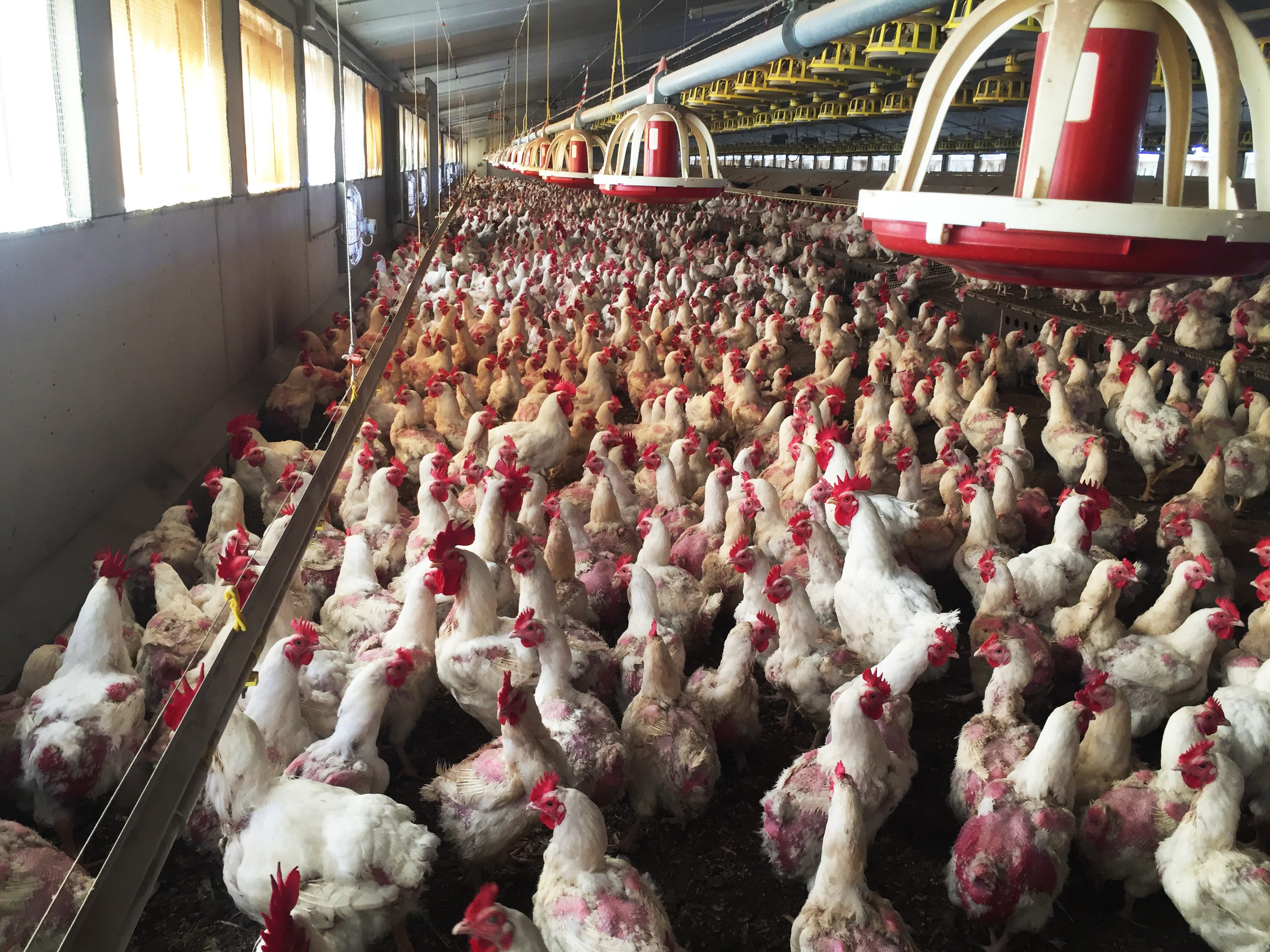 allevamento galline ovaiole coop tutela pulcini