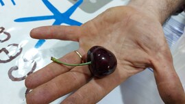 peso record ciliegia piemonte Guinness