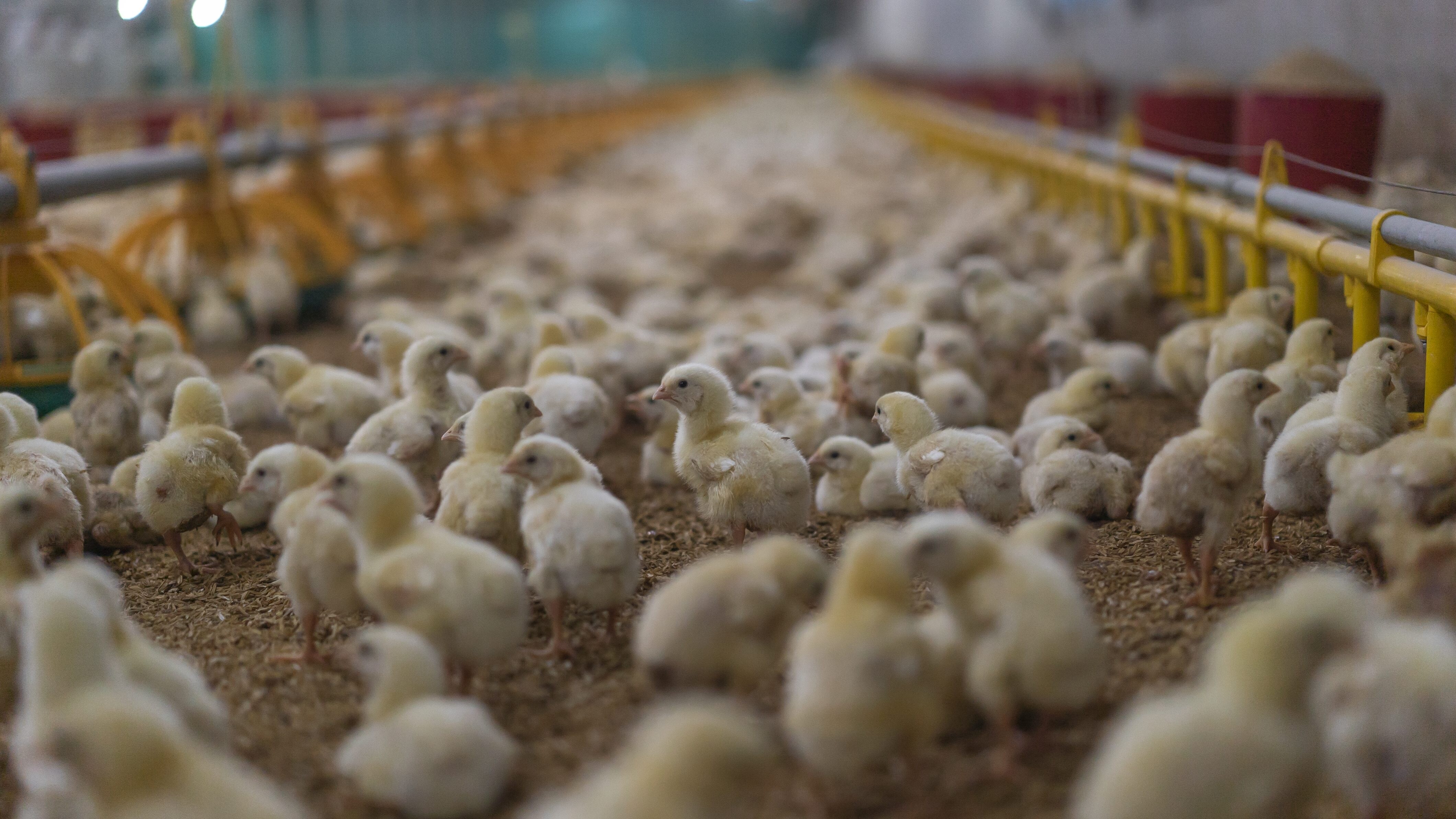 allevamento pulcini maschi tutela coop