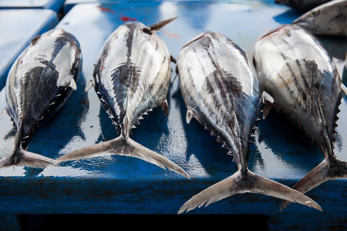 tonno tuna Fishtuna sicilia Favignana