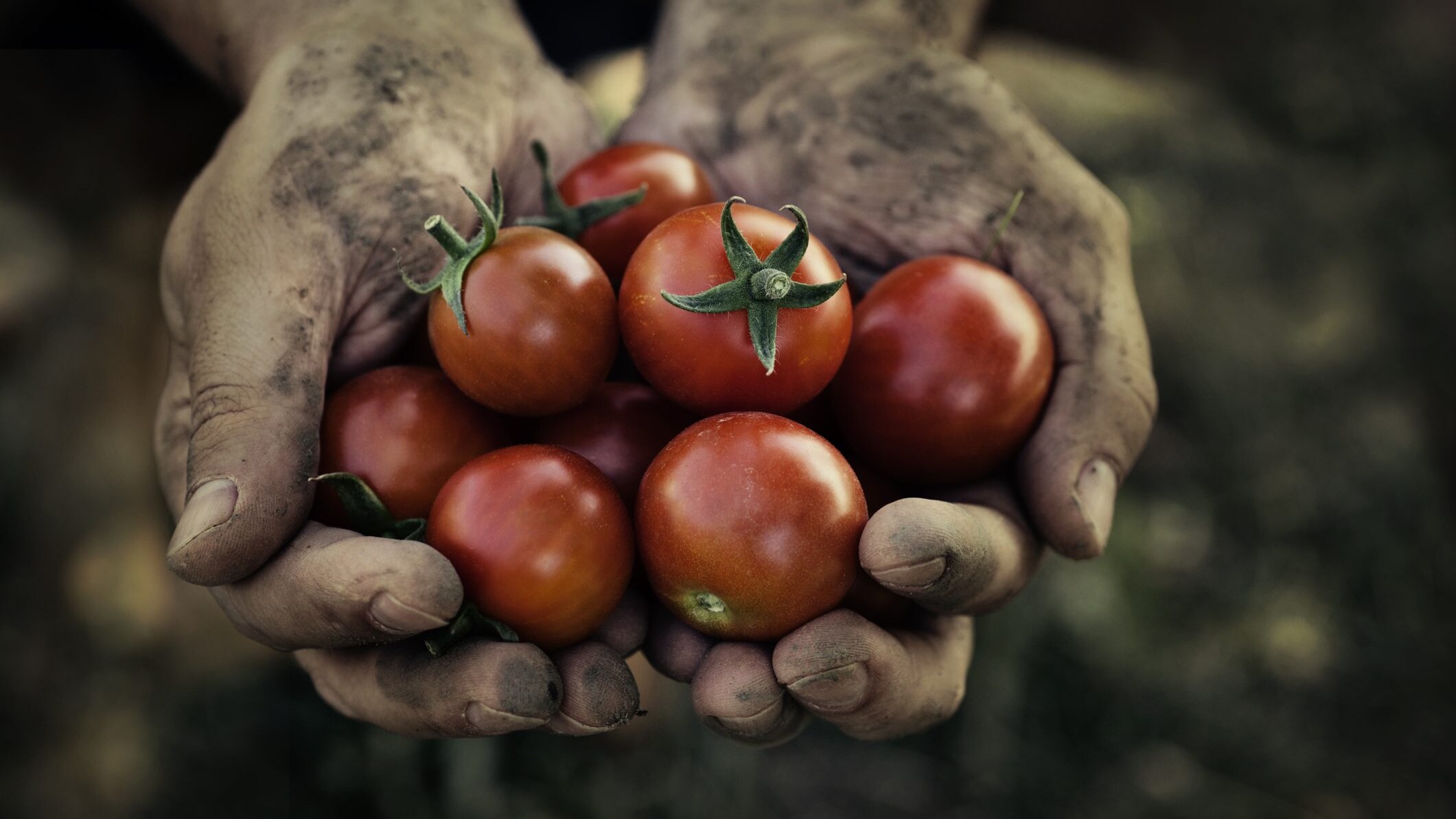 pomodoro-storia