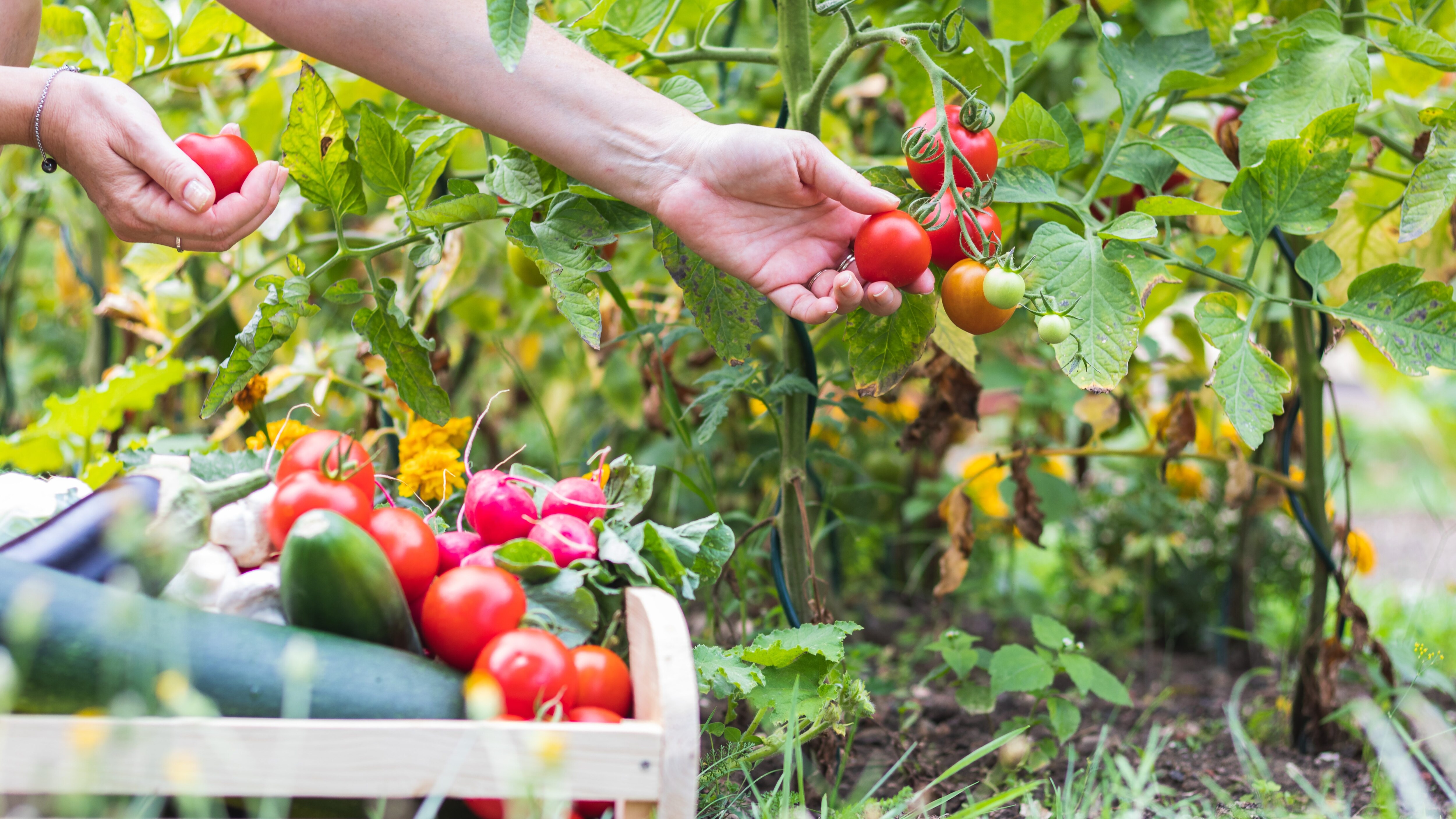 verdure dell'orto raccolta pomodori