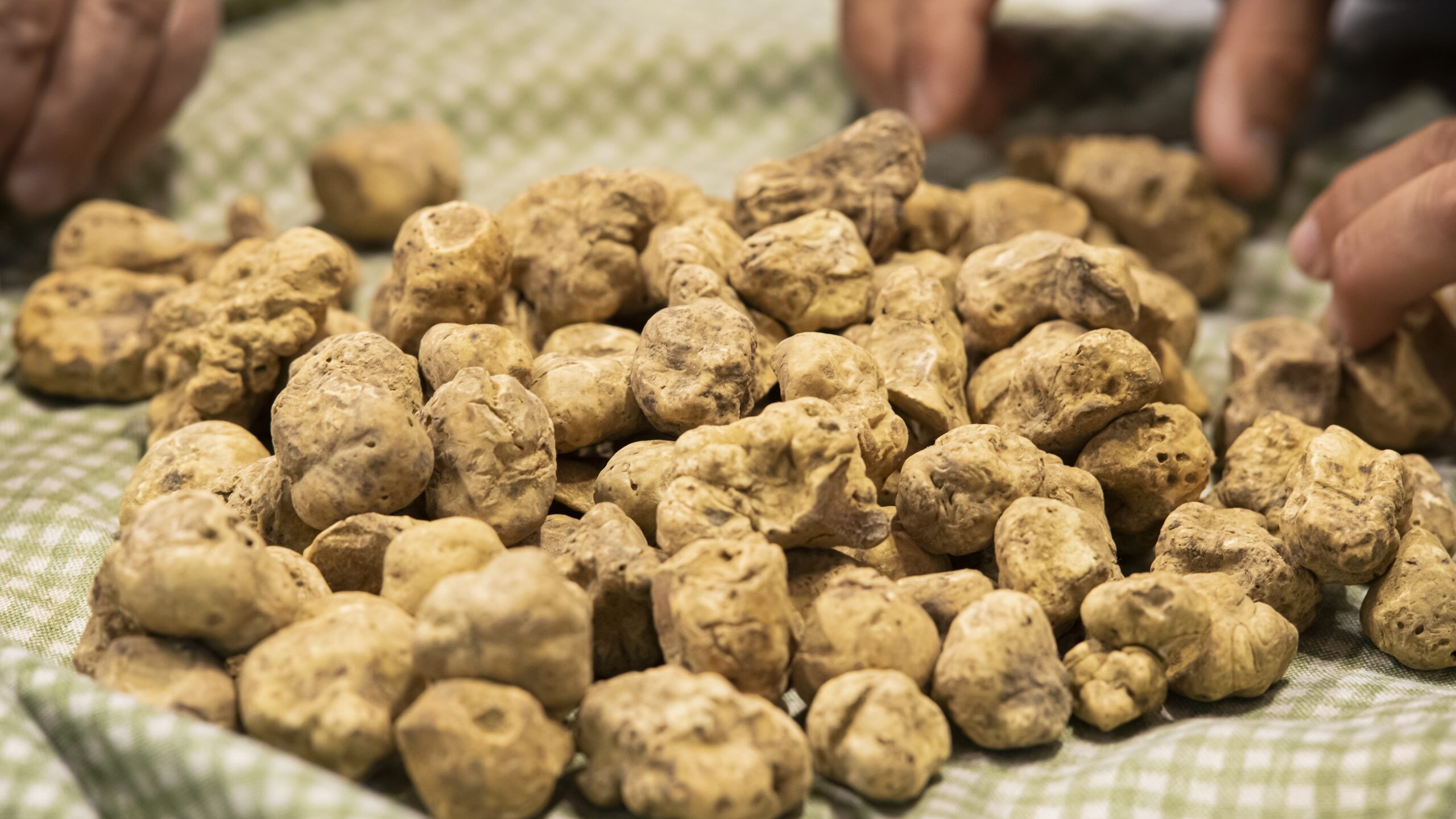 tartufo bianco di alba fiera