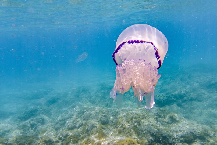 medusa nuota in mare