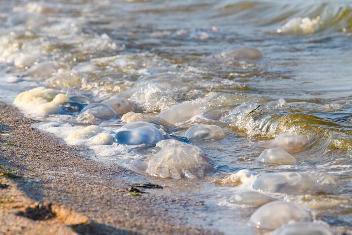 meduse in mare spiaggia