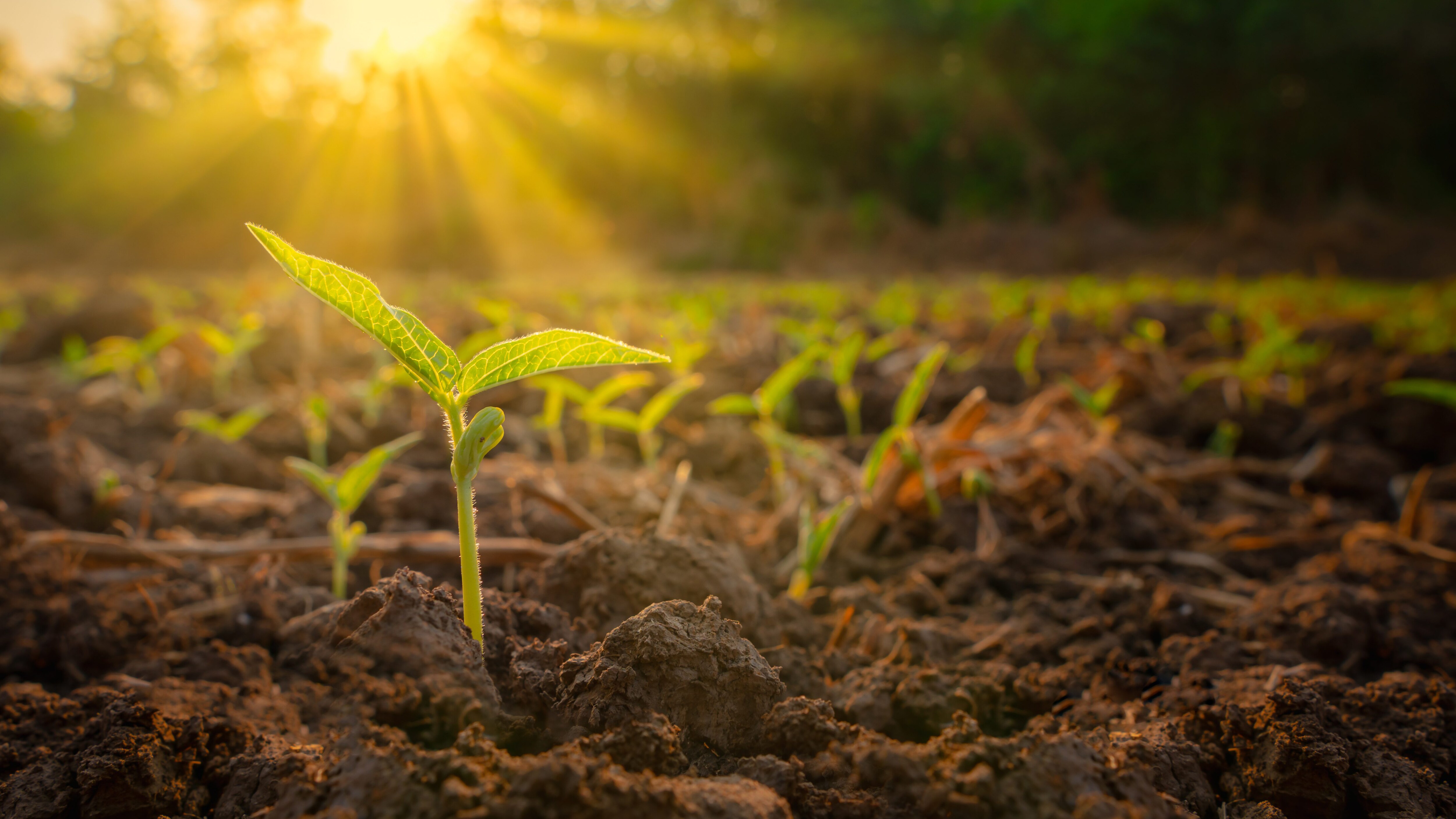 agricoltura campagna pianta