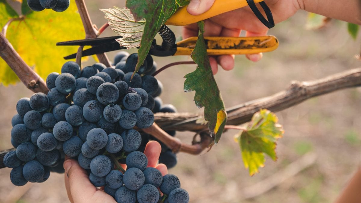 vendemmia uva raccolta acini