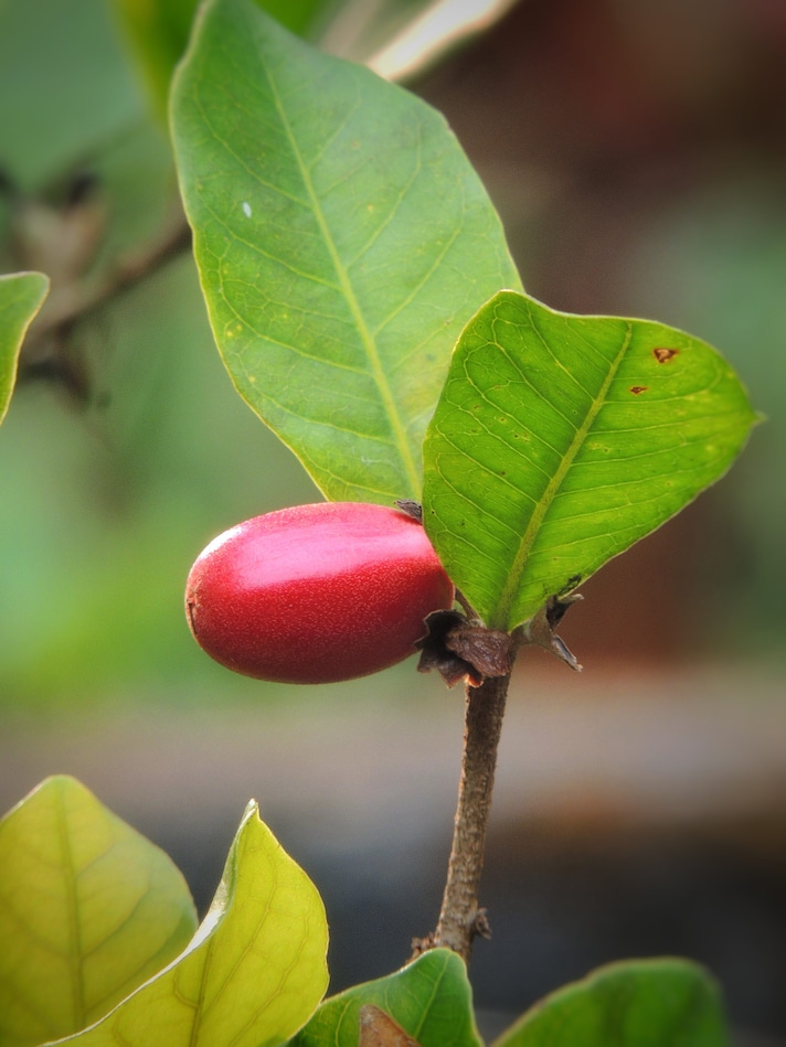 bacca del frutto miracoloso miracle fruit