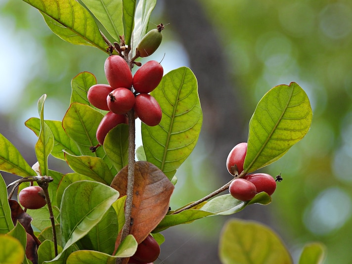 bacche del frutto miracoloso
