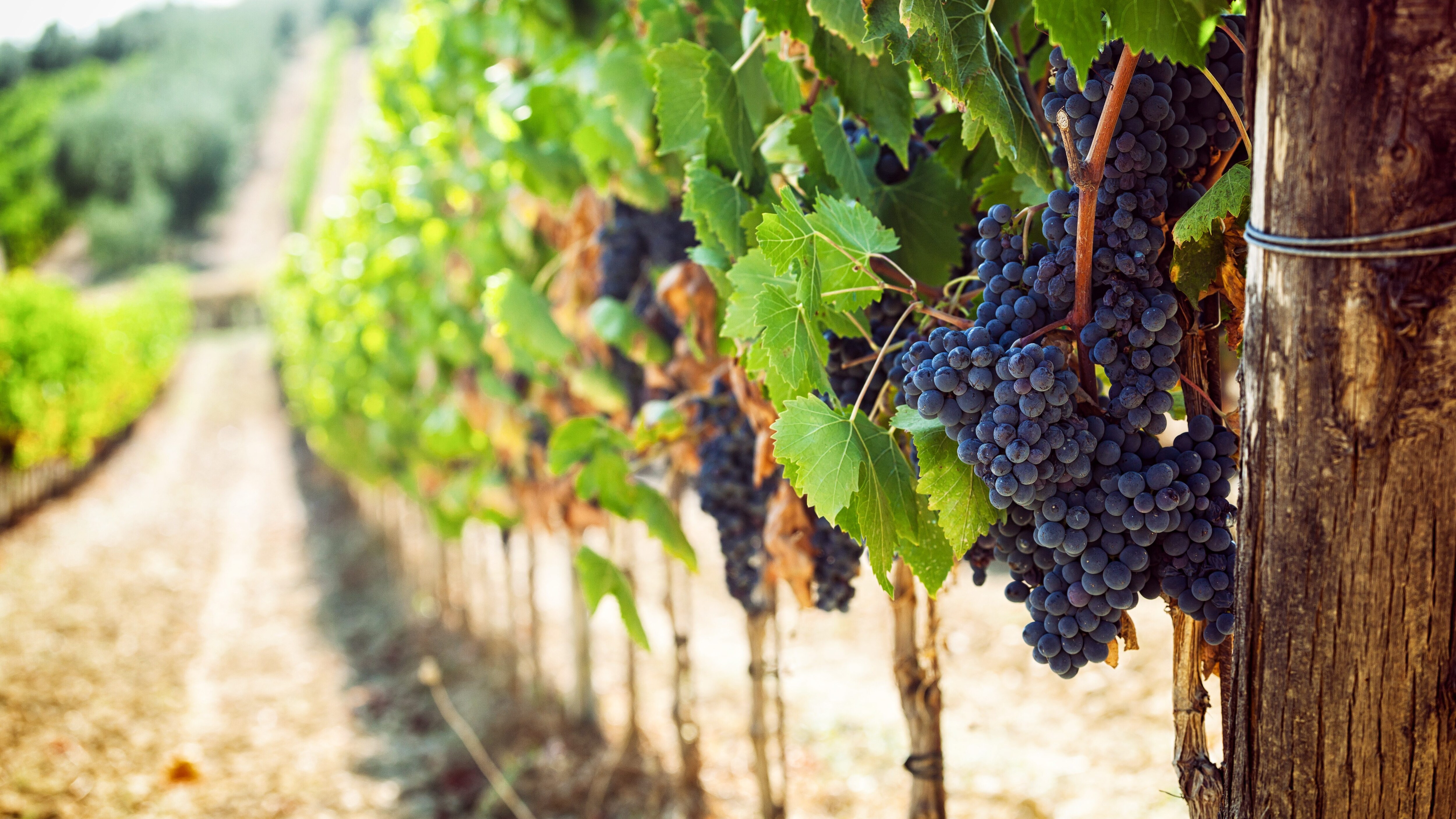 vigna vino imprenditori vip