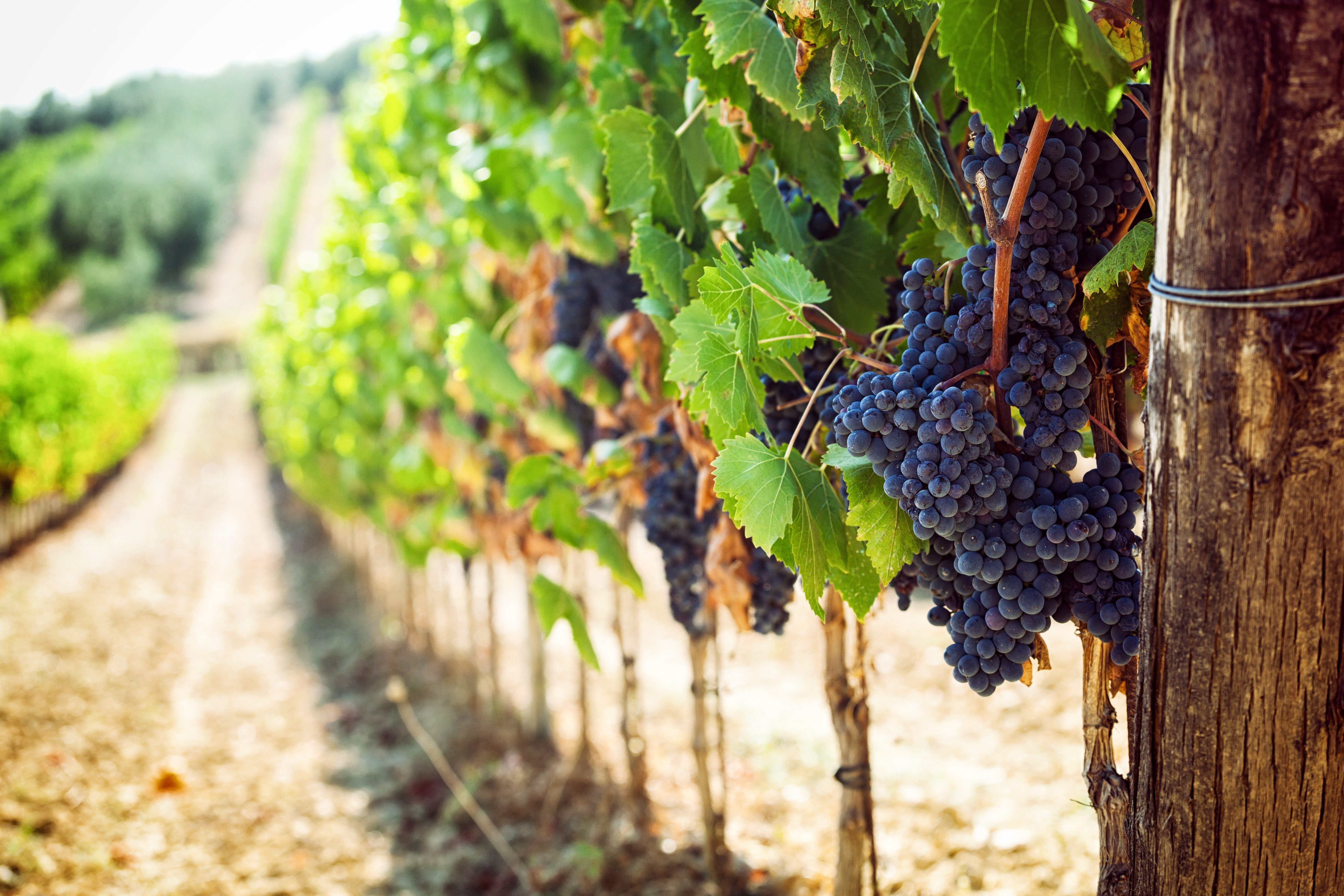 vigna vino imprenditori vip