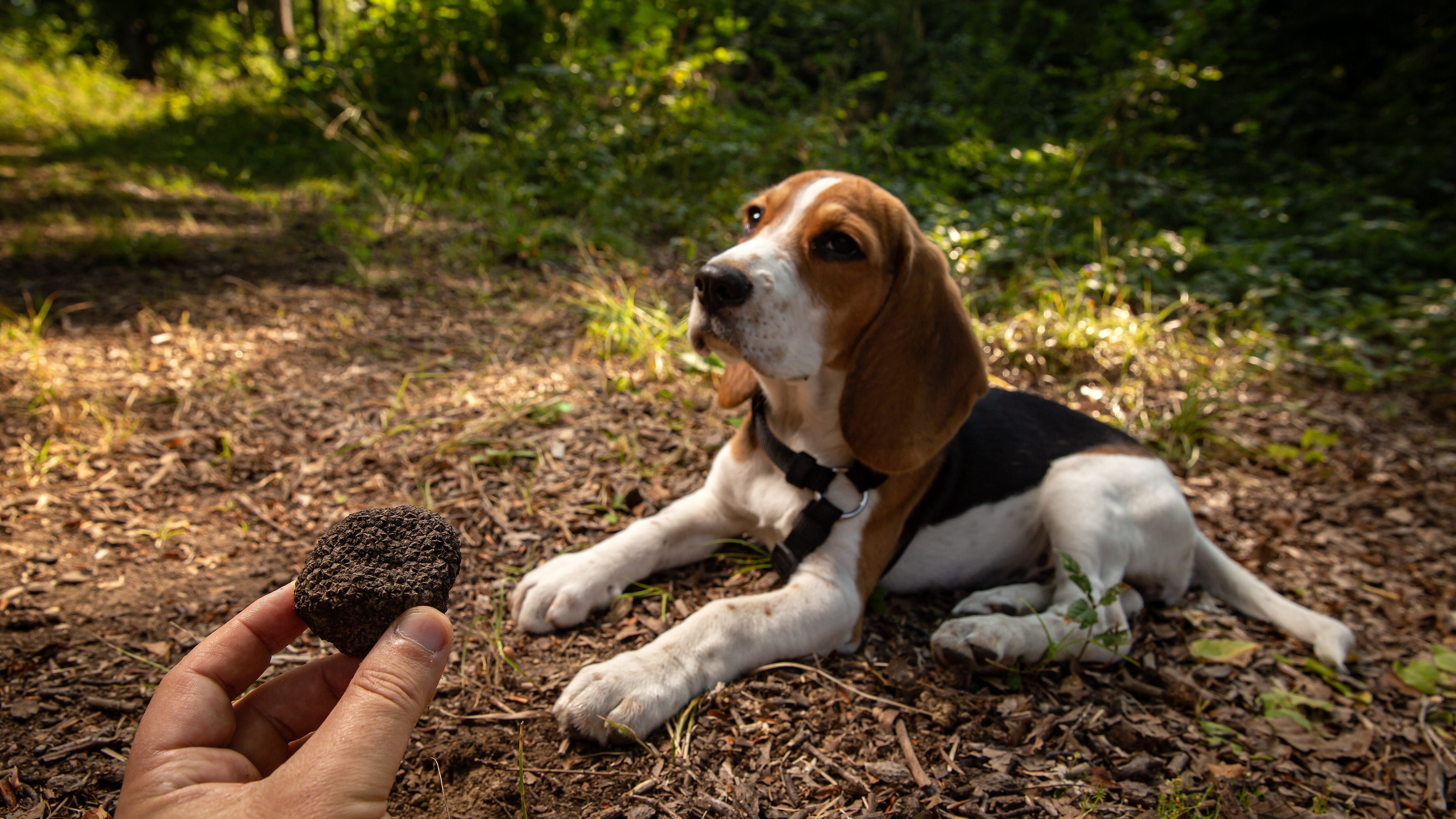 cane da tartufo ricerca boschi