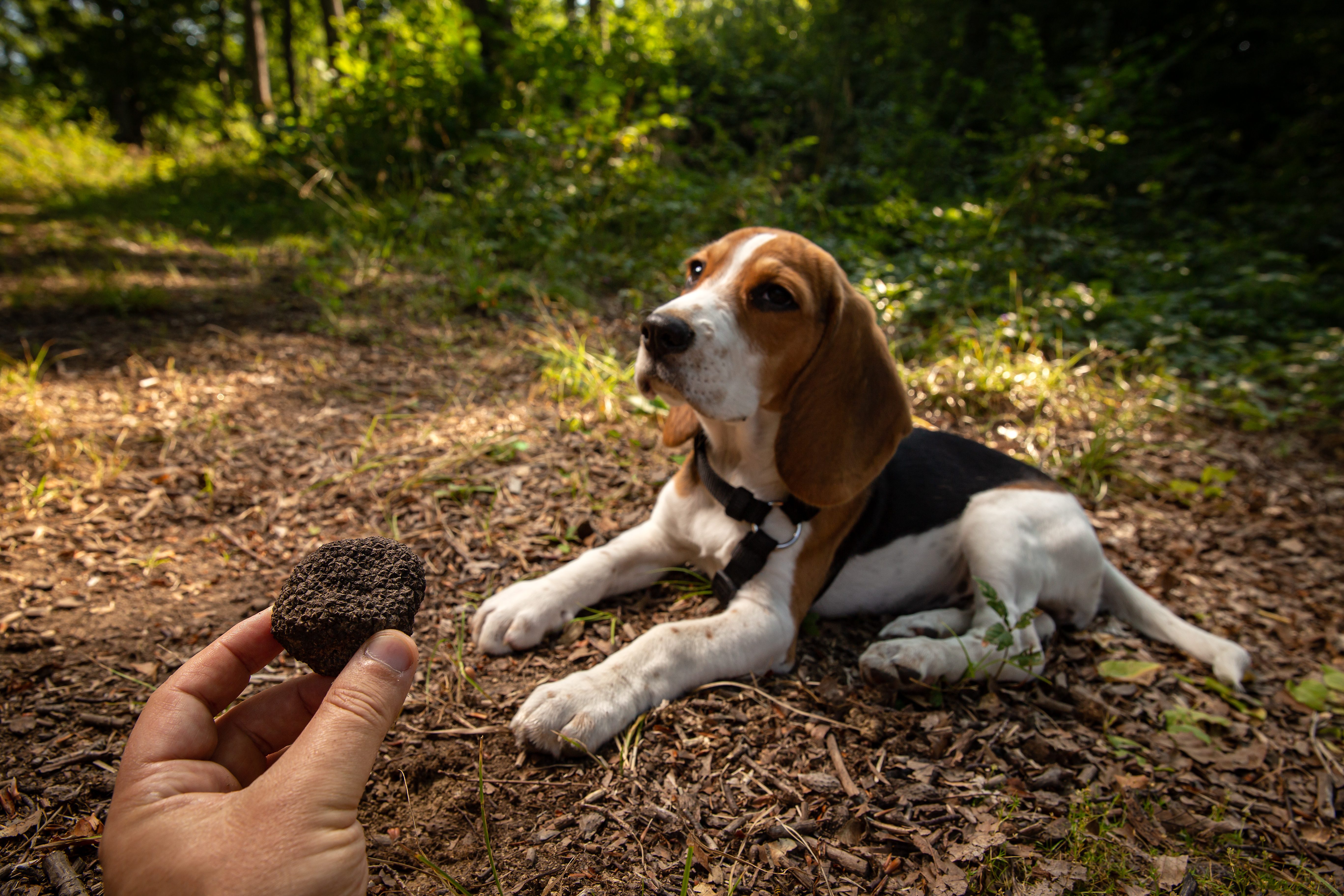cane da tartufo ricerca boschi
