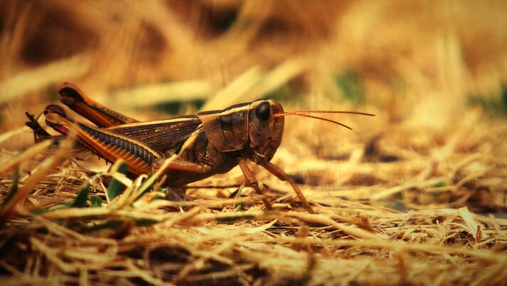 locusta in un campo
