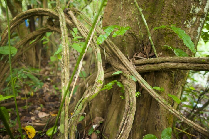 tè-amazzonia-allucinogeno