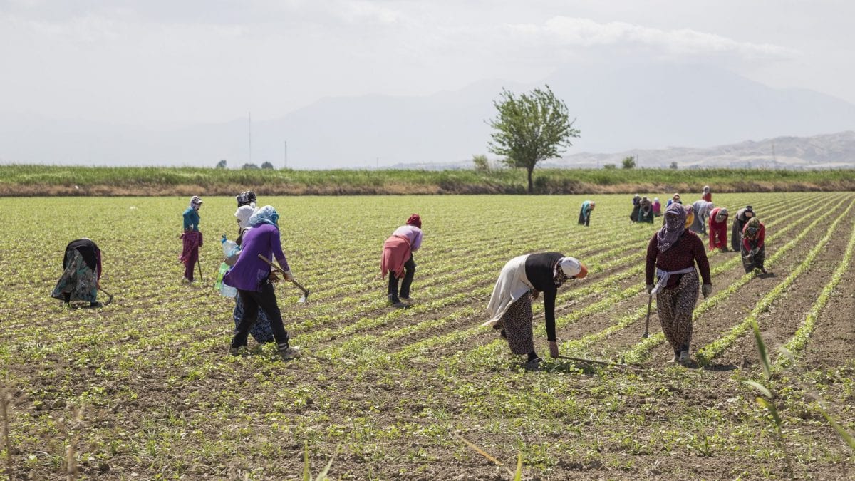 puglia-lavoro-nei-campi-divieto