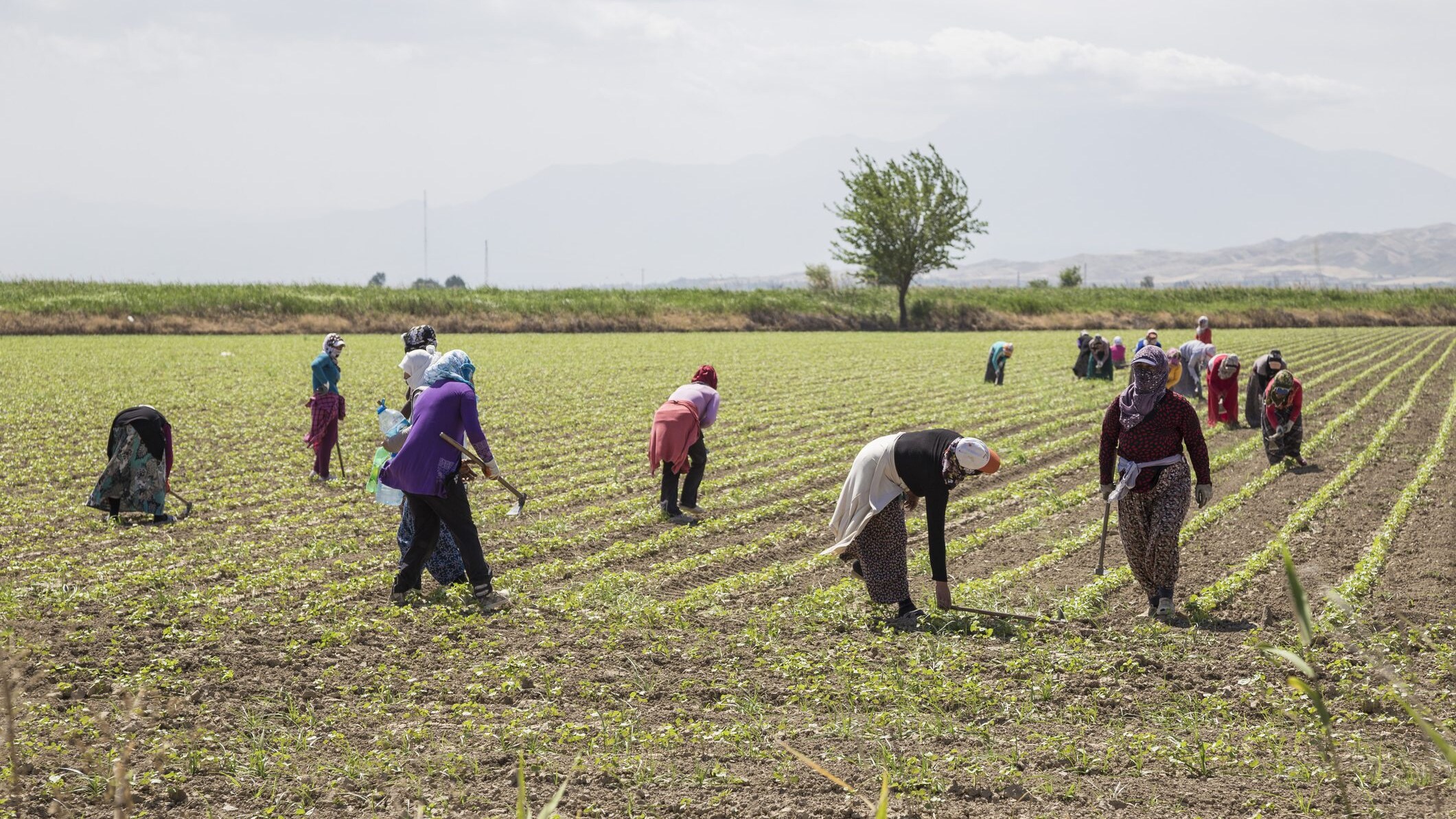 puglia-lavoro-nei-campi-divieto