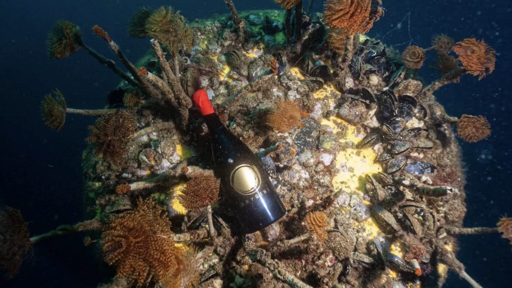 vini-affinati-sott-acqua