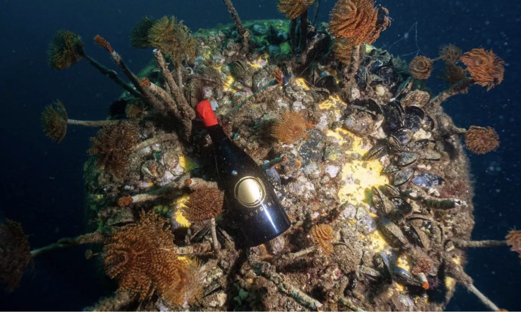 vini-affinati-sott-acqua