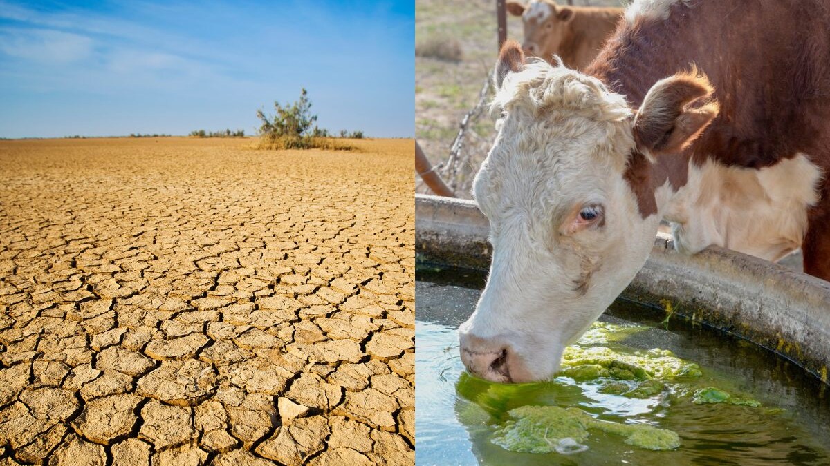 acqua-spreco-alimentare-carne-bovina