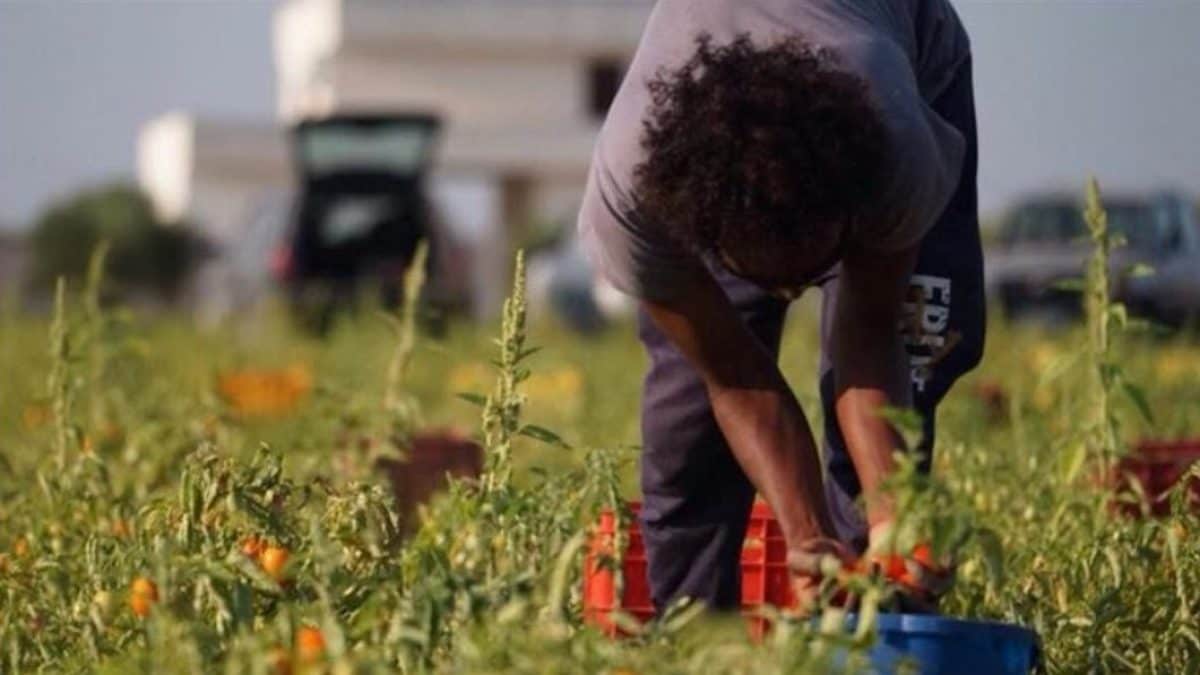 immigrati-pomodori-caporalato