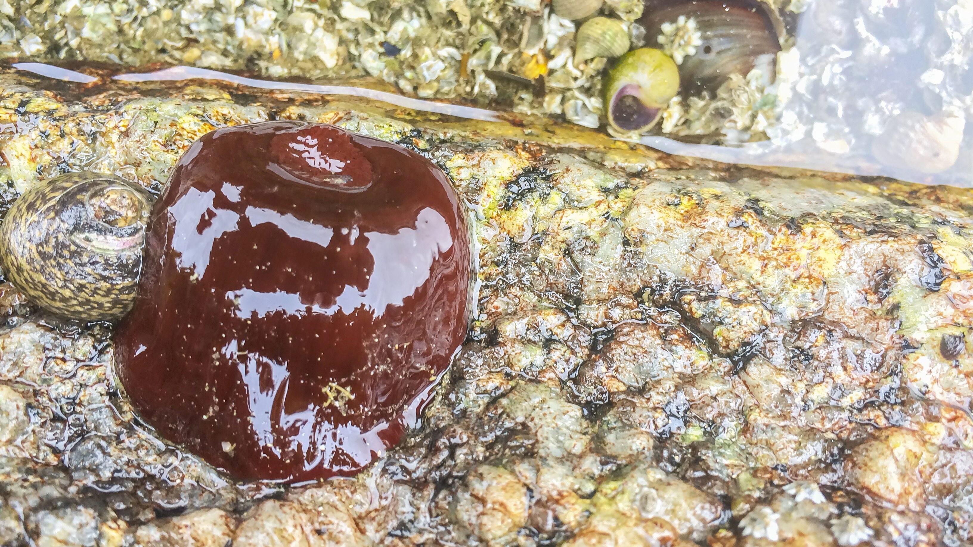 pomodoro-di-mare-commestibile