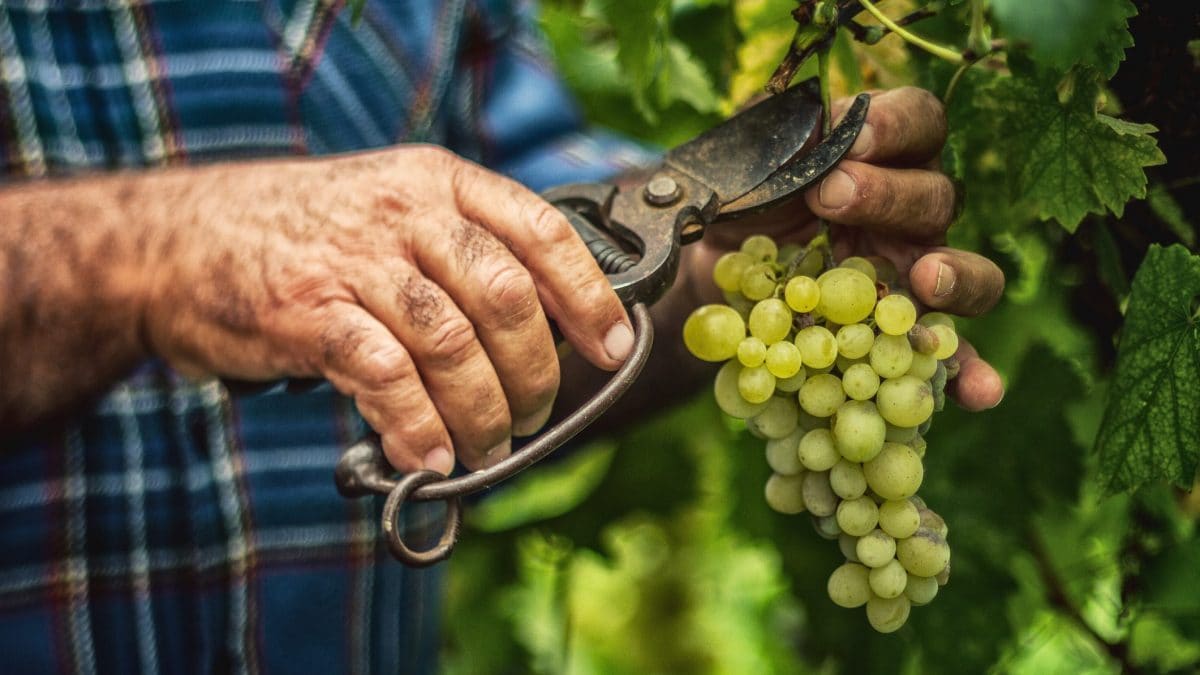 vendemmia-2022