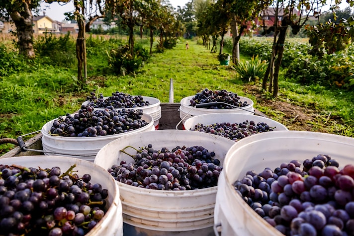 vendemmia-2022-anticipata