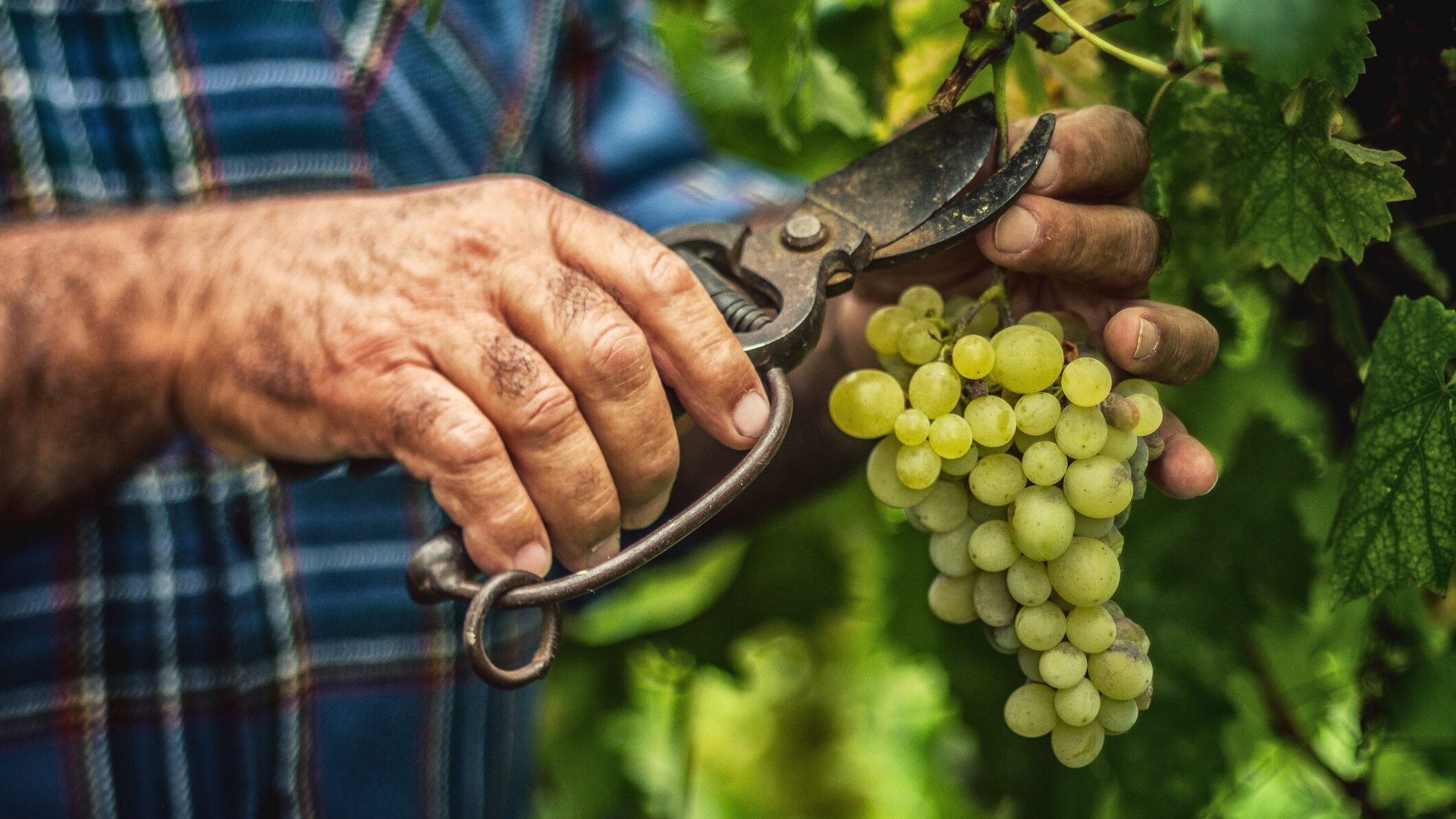 vendemmia-2022