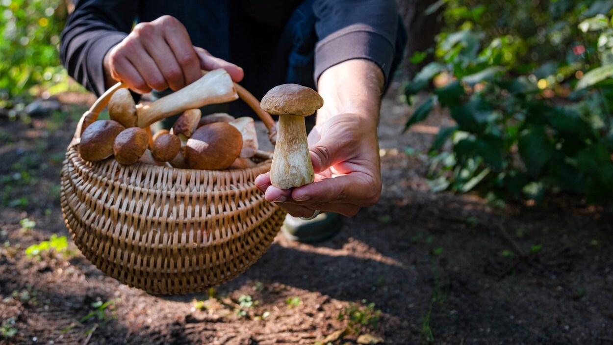 aumento-raccolta-funghi