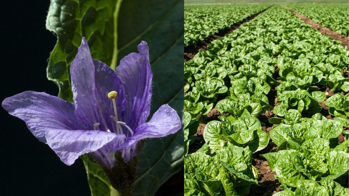 mandragora-spinaci-differenze