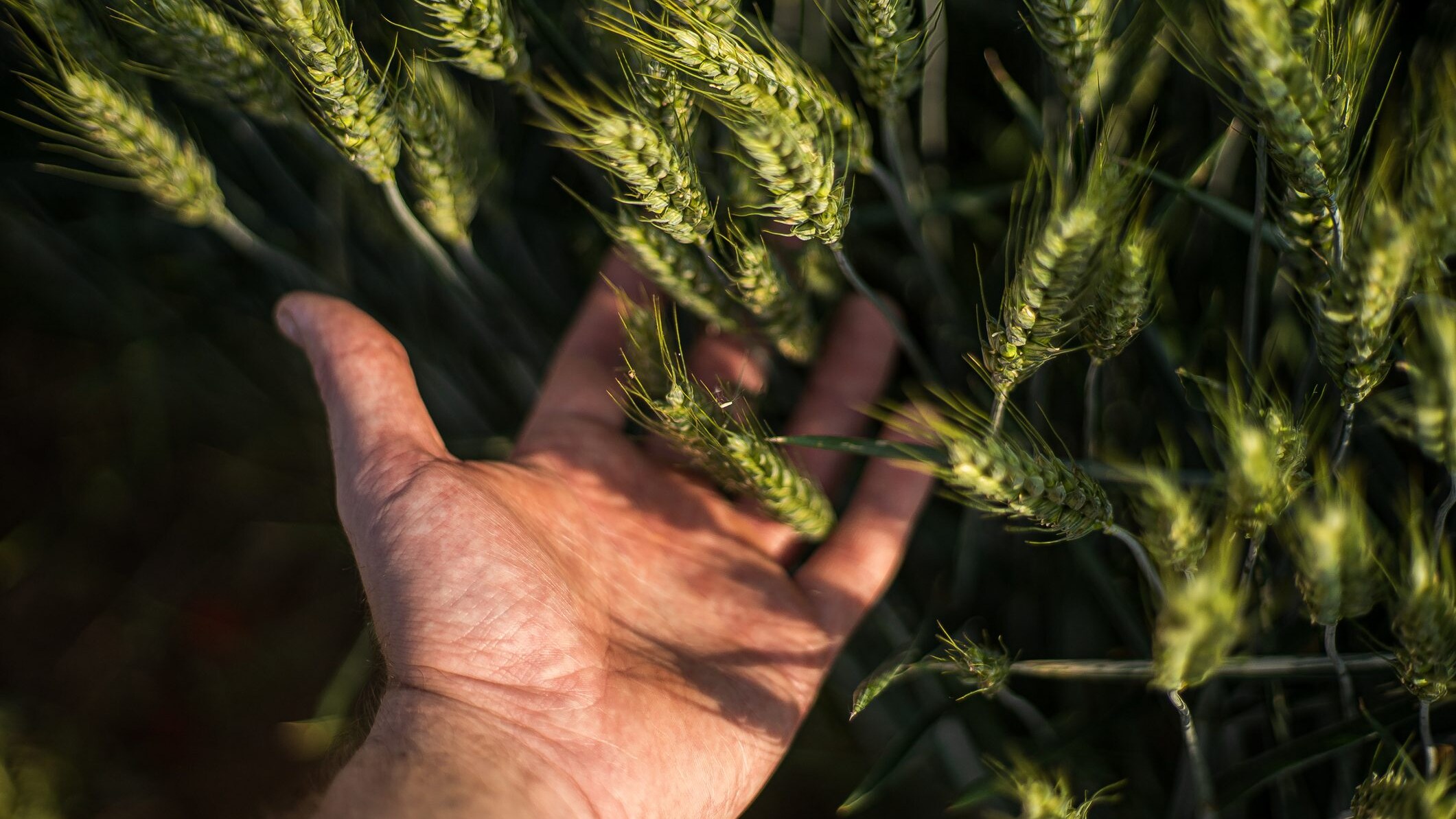 ministero-sovranità-alimentare