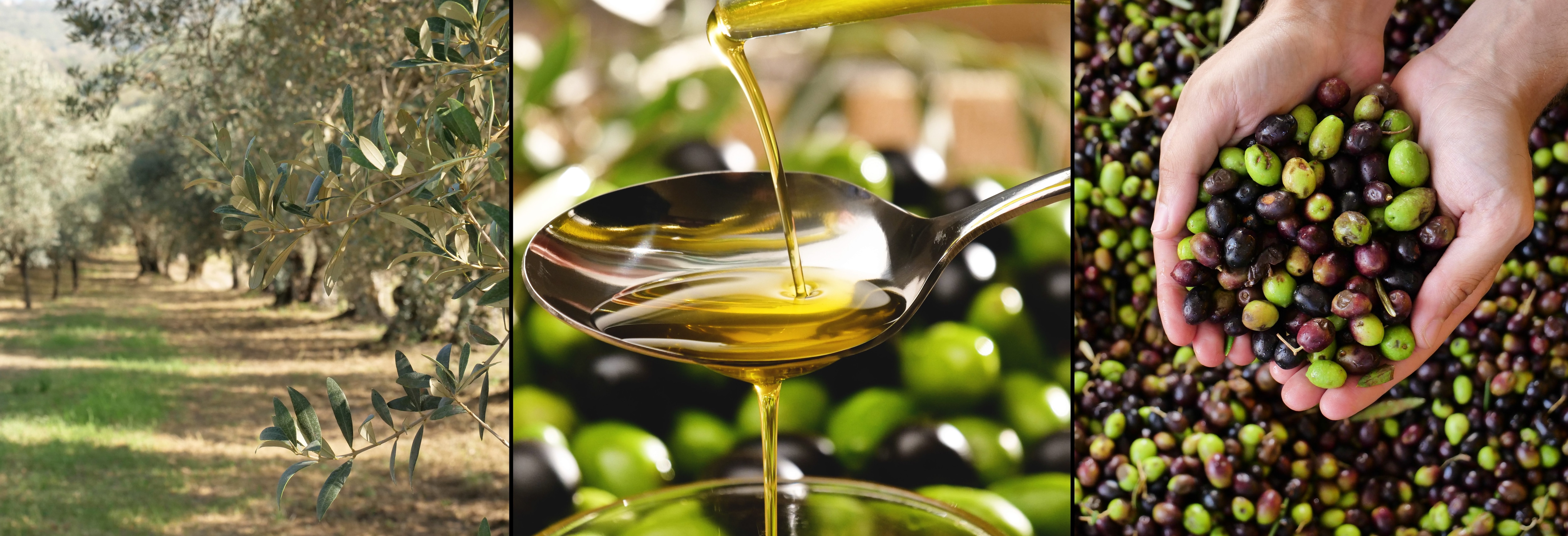 Come capire se l'olio extravergine di oliva che usi è buono? Tutti i dettagli da controllare