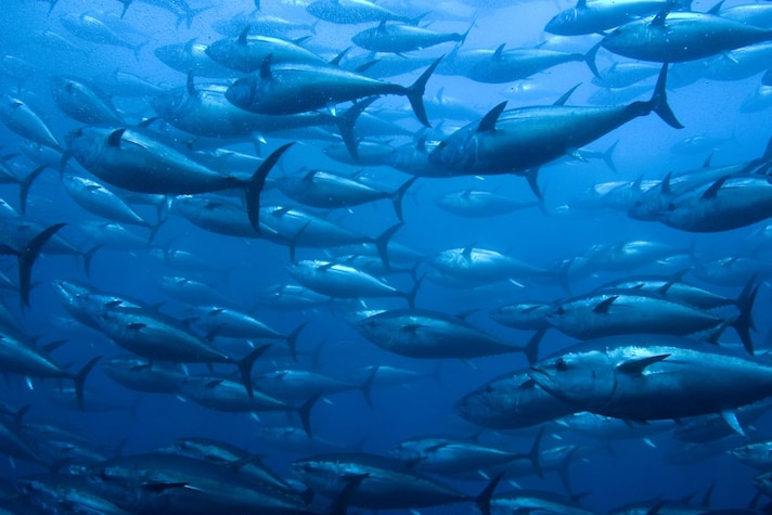 pesca-mare-riserve